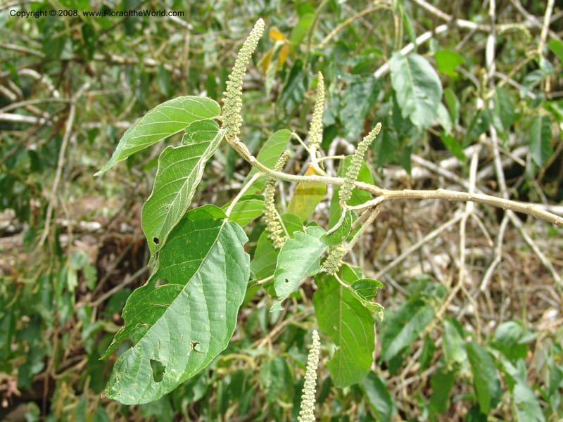 Croton, RVasquez32971--Peru. Pillcopata. Qbda Pini Pini. 29 Oct 07. 201.jpg