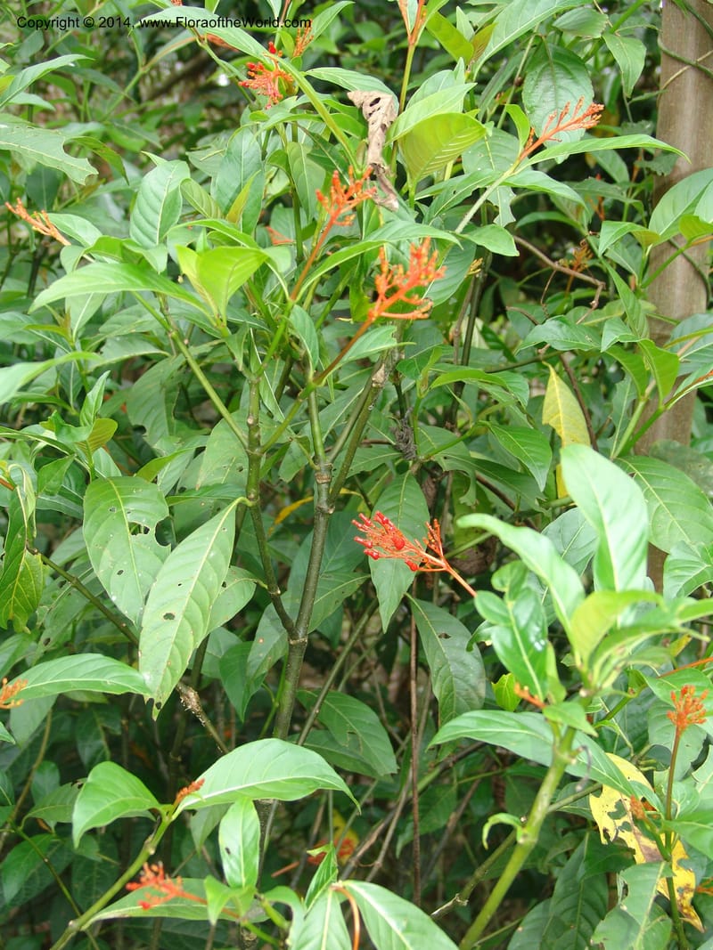 Palicourea crocea, Farfan 721--Peru. Edo. Madre de Dios. ACEER Res. Ctr. Pan de Arbol Trail. 19 Oct 05. 318 (9).jpg