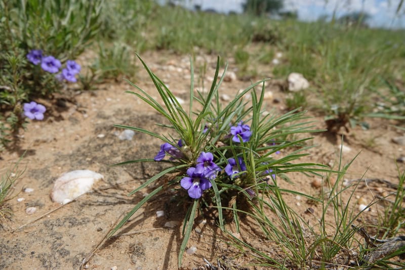Aptosimum lineare--Namibia. Hwy B1. Odom 59. 25 Mar 2018. DSC03326 (41).JPG