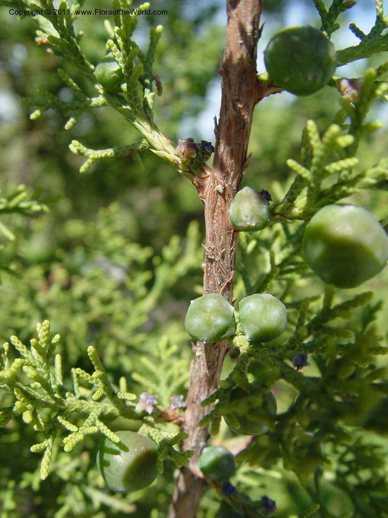 Juniperus phoenicea, 2000.0082--Spain. Barcelona Botanic Garden. CD19 Apr 04. 212.jpg