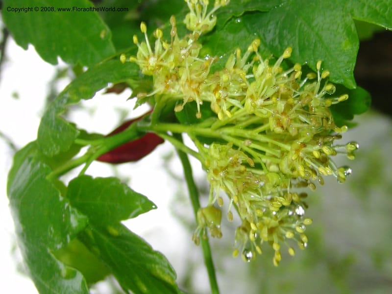 Acer trautevetterii--Georgia. 2 km S of Bakuriani, rd to Khrats'koros. 6 Jun 05. 090.jpg