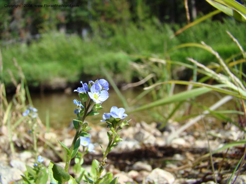 Veronica serpyllifolia ssp humifusa, CDavidson11275--ID. Idaho Co. Warren Wagon Rd., Sesesh Cr. 24 Aug 08. 059.jpg