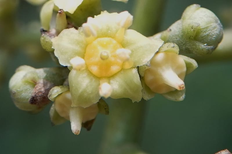 Mastixia pentandra, D. Boufford 44162--China. Yunnan. Bu Long Shan. 6 May 2018. DSC02824 (21).JPG