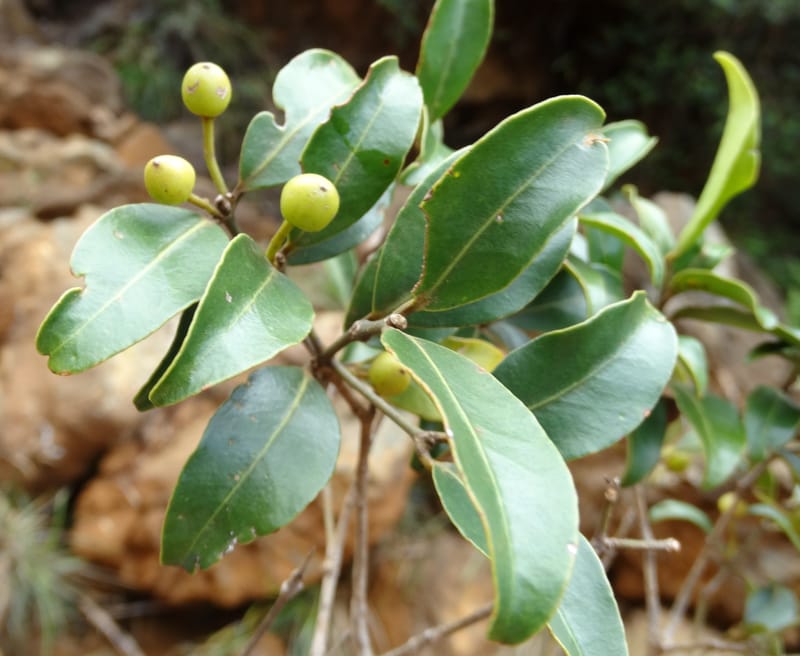 Austrobuxus, Munzinger, J 7480--New Caledonia. PinPin. 20 Nov 2015. DSC03938 (19).JPG