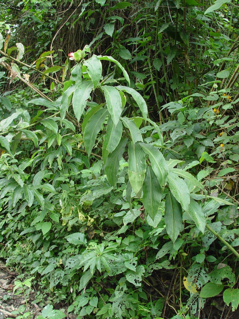 Costus--Cameroon. Mt. Cameroon. 6 Dec 03. 070.jpg