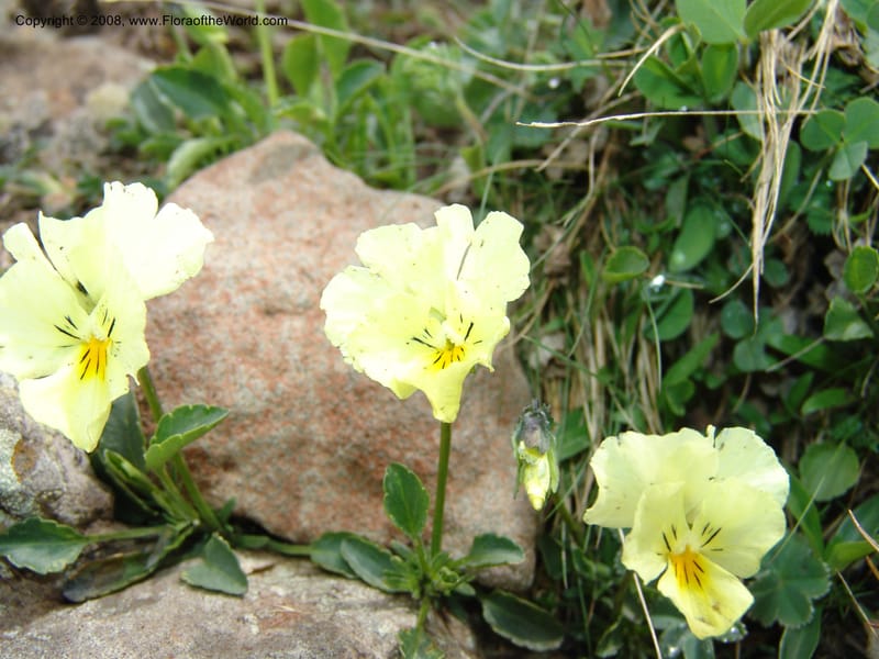 Viola oreades--Georgia. Vic. of Tskhrats'karo Pass. 7 Jun 05. 162.jpg