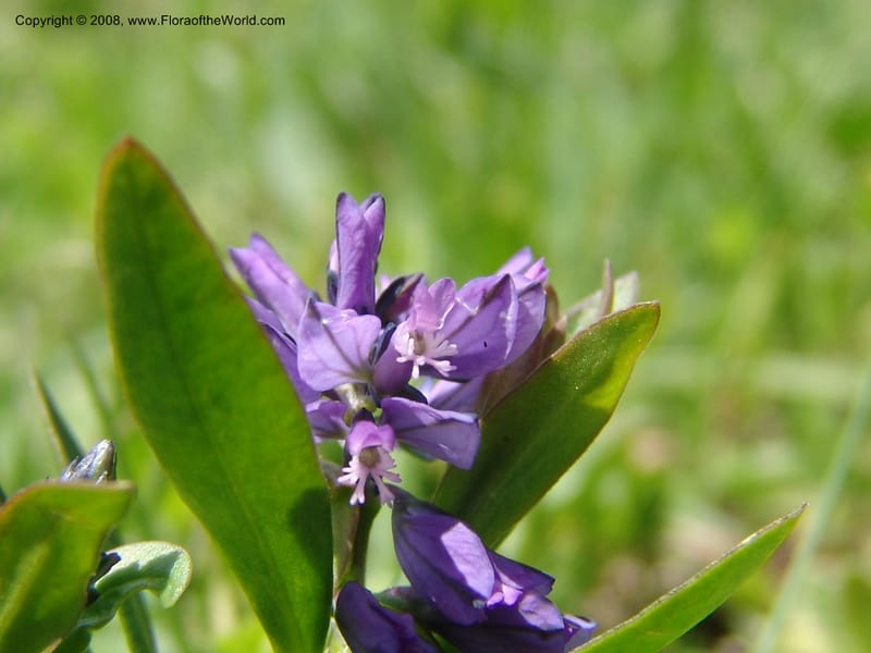 Polygala alpicola--Georgia. Kazbeki . Trail-road to Sameba Church. 2 Jun 05. 016.jpg