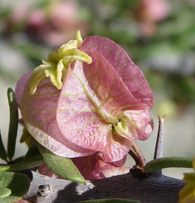 Bougainvillea spinosa, Fortunato 13089--Argentina. Hwy 150 W of Jachal. 5 Feb 2018. DSC08346 (109).JPG