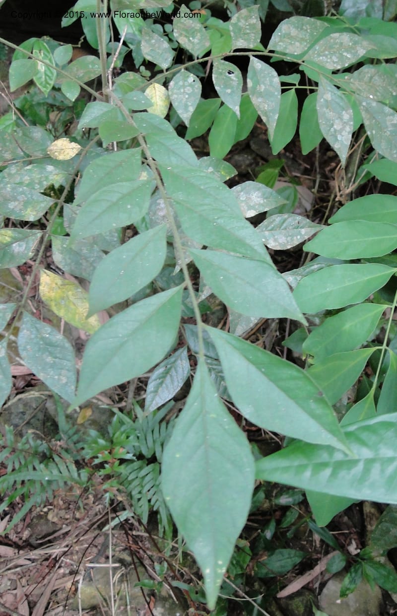 Clausena, Regalado 1867--Viet Nam. Thac Kazan waterfall. 10 May 2011. 222 (10).jpg