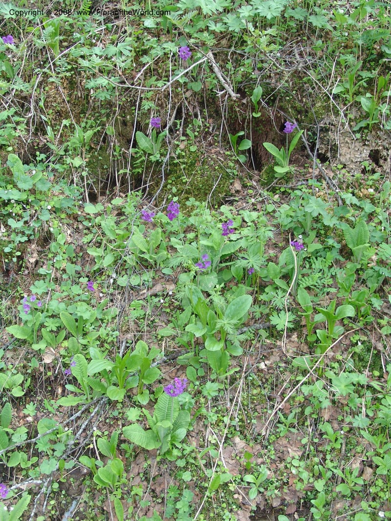 Primula amoena--Georgia. Kazbeki . Trail-road to Sameba Church. 2 Jun 05. 570.jpg