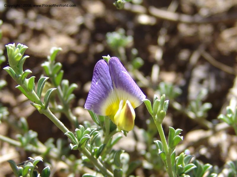 Lotononis sericophylla--So.Africa. E. Cape. Joubert's Pass, SE of Lady Gray. 9 Mch 05. 092.jpg