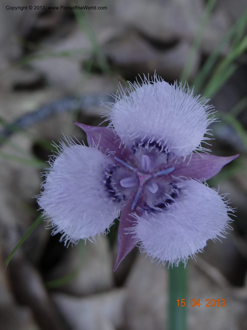 Calochortus coeruleus, Davidson, C 12122--USA, CA, Shasta Co.  15 Apr 2013  9965 (4).JPG