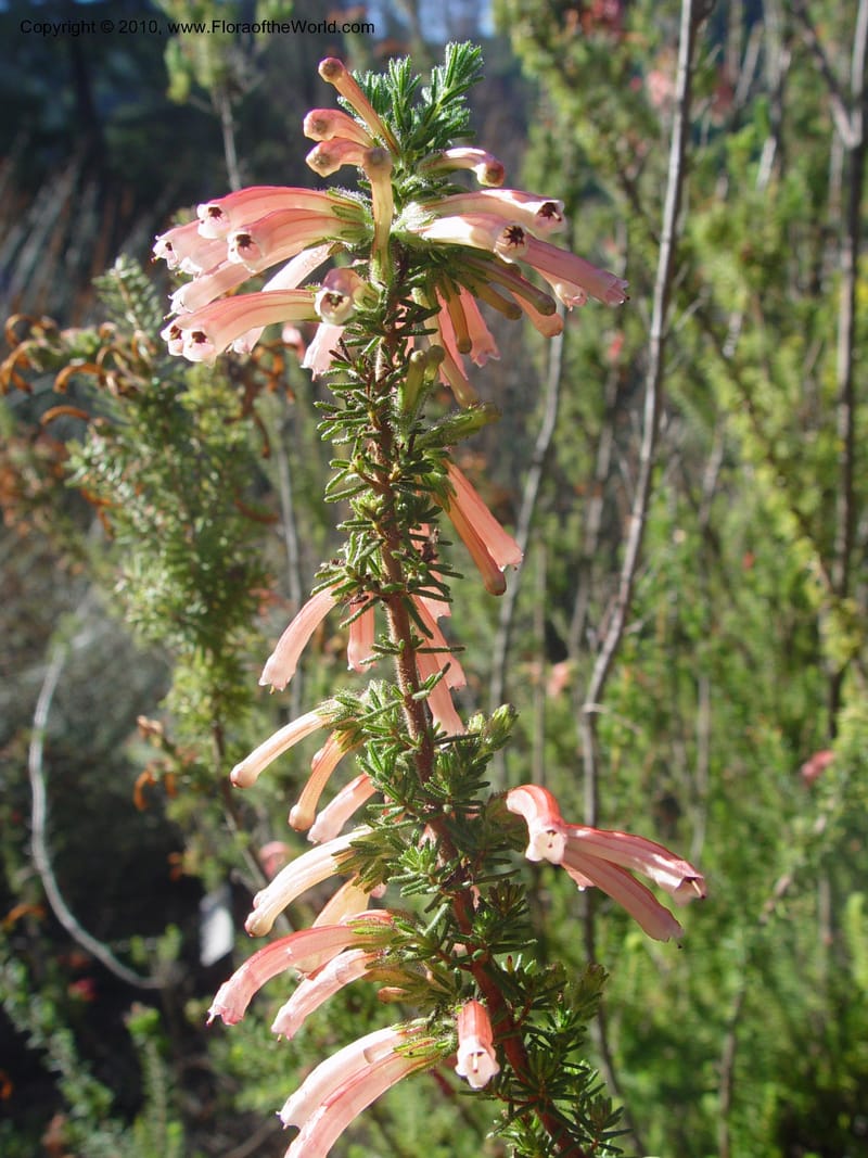 Erica viridipurpurea, 62.1071--CA. UC Berkeley Bot. Gard. 9 Feb 04. 068.jpg