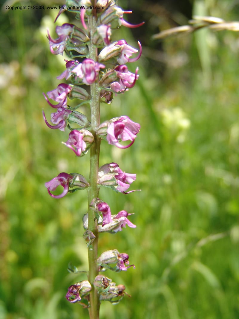 Pedicularis groenlandica--ID. Valley Co. Payette Lake. Sylvan Beach reservoir. 24 Jul 05. 155.jpg