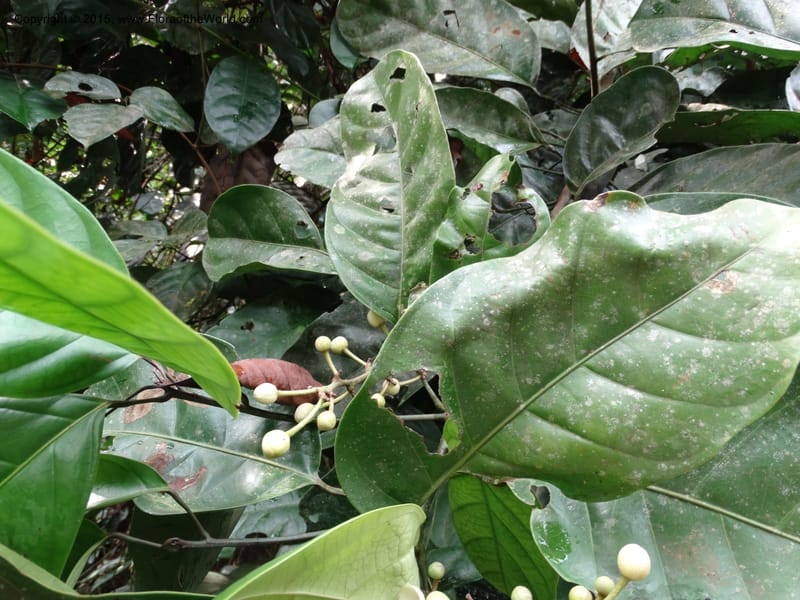 Oncoba, Davidson, C 12336B--Cameroon. Mokoko For. Res. 20 Mar 2014. DSC02622 (7).JPG