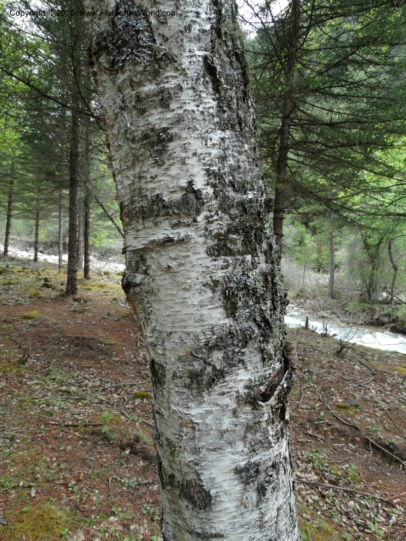 Populus, Boufford, D 43740--China. Sichuan. XinZhaZi Gou. 14 May 2014. DSC06426 (49).JPG