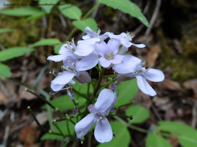 Cardamine macrophylla, Boufford, D 43604--China. Sichuan. ShaShiDuo. 8 May 2014. DSC04232 (100).JPG