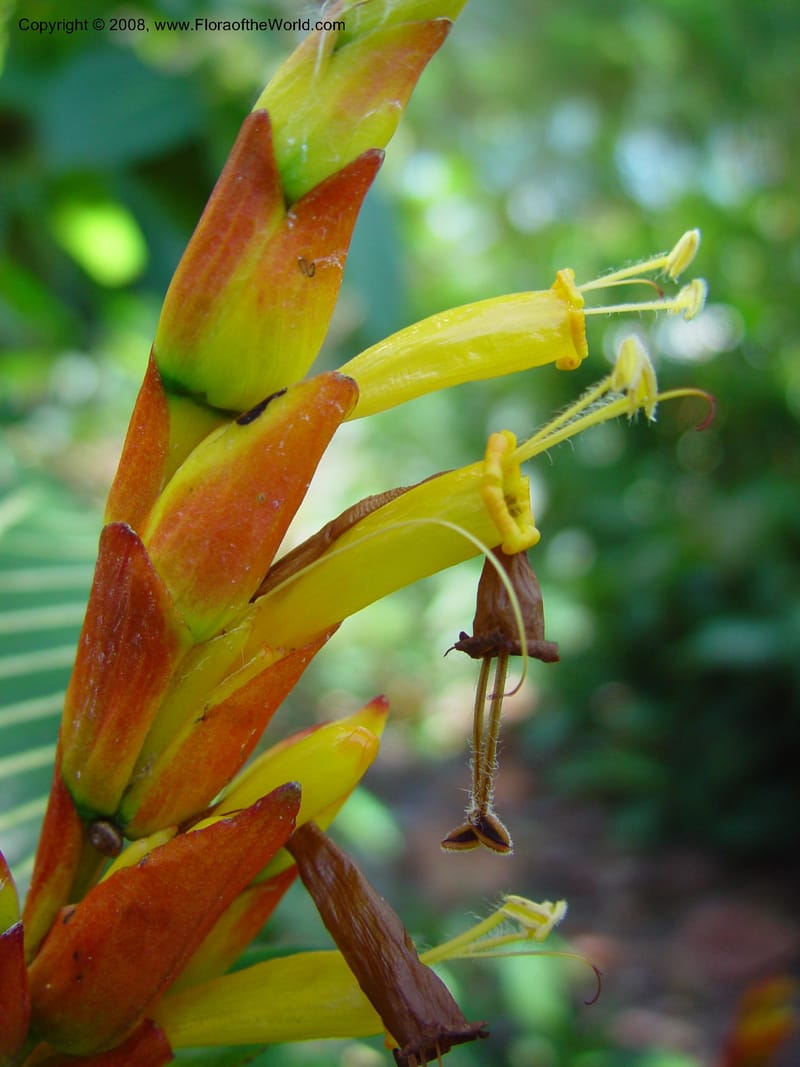 Sanchezia speciosa--FL. Fairchild Tropical Gard. 6 Apr 03. 120.jpg