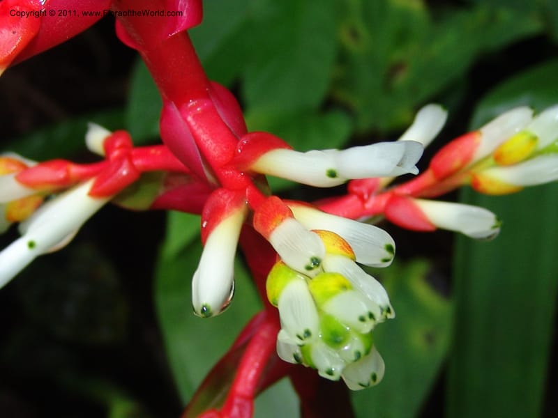 Guzmania testudinis, Croat 95114--Ecuador. Prov. Esmeraldas. Alto Tambo. 21 Feb 05. 131 (5).jpg