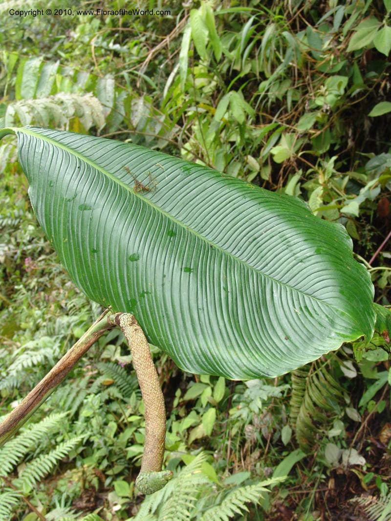 Rhodospatha, Croat 96354--Ecuador. Prov. Pichincha. Pacto-Pto. Quito Rd.. 25 Mar 06. 203 (9).jpg