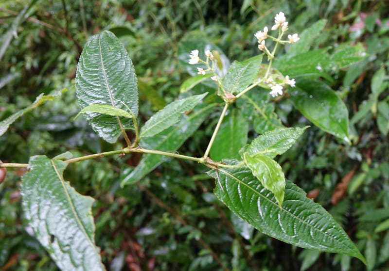 Polygonum chinense, Tseng Yu-Hsin 1336--Taiwan. Xitou Nature Education Area. Giant Tree Logging Rd. 22 May 2016. DSC03924 (73).JPG