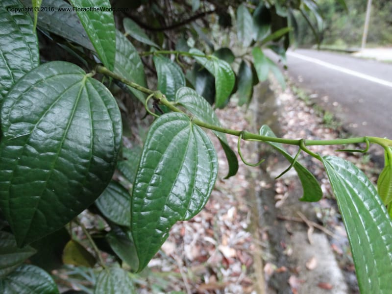 Piper, Davidson, C 12647--Sabah. G. Silam. 1 Oct 2014. DSC00937 (120).JPG