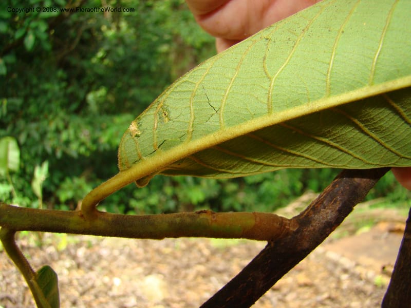 Virola koschnyi, RAguilar11190--Costa Rica. Puntar. Osa. Los Mogos. 17 Apr 08. 175.jpg