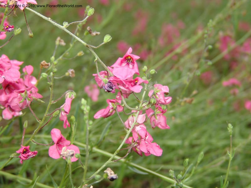 Diascia integerrima--CA. McConnell Arboretum, Redding. 4 Jun 07. 184.jpg