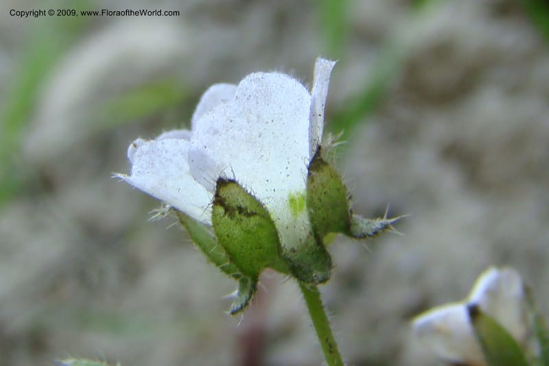 Nemophila kirtleyi, C. Davidson 11355--ID. Idaho Co. Salmon River Rd. 17 May 09. 136.jpg