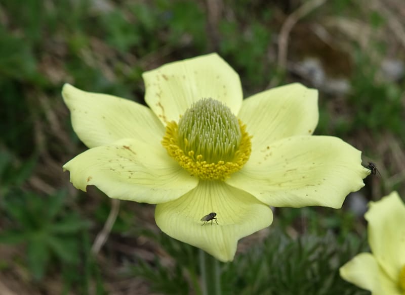 Pulsatilla alpina, Davidson, C 13235b--Switzerland. N of Hotel Belvedere on Grimselpass rd. 1 Jul 2016. DSC07465 (14).JPG