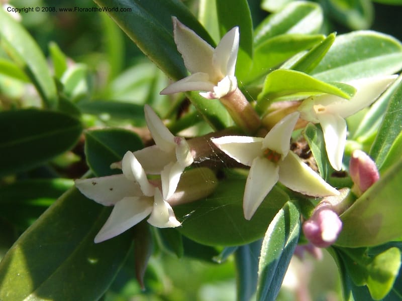 Daphne tanguetica--France. Nancy. Jard. Bot. Montet. 1 May 05. 155.jpg