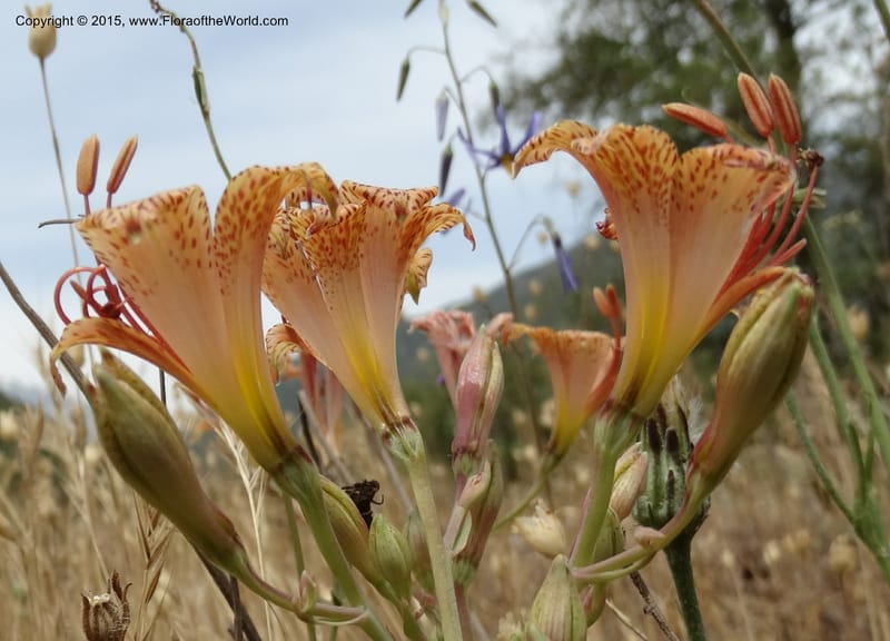 Alstroemeria versicolor, Davidson, C 12826--Chile. Ruta J-55 east of Talca. 27 Nov 2014. DSC08682 (144).JPG