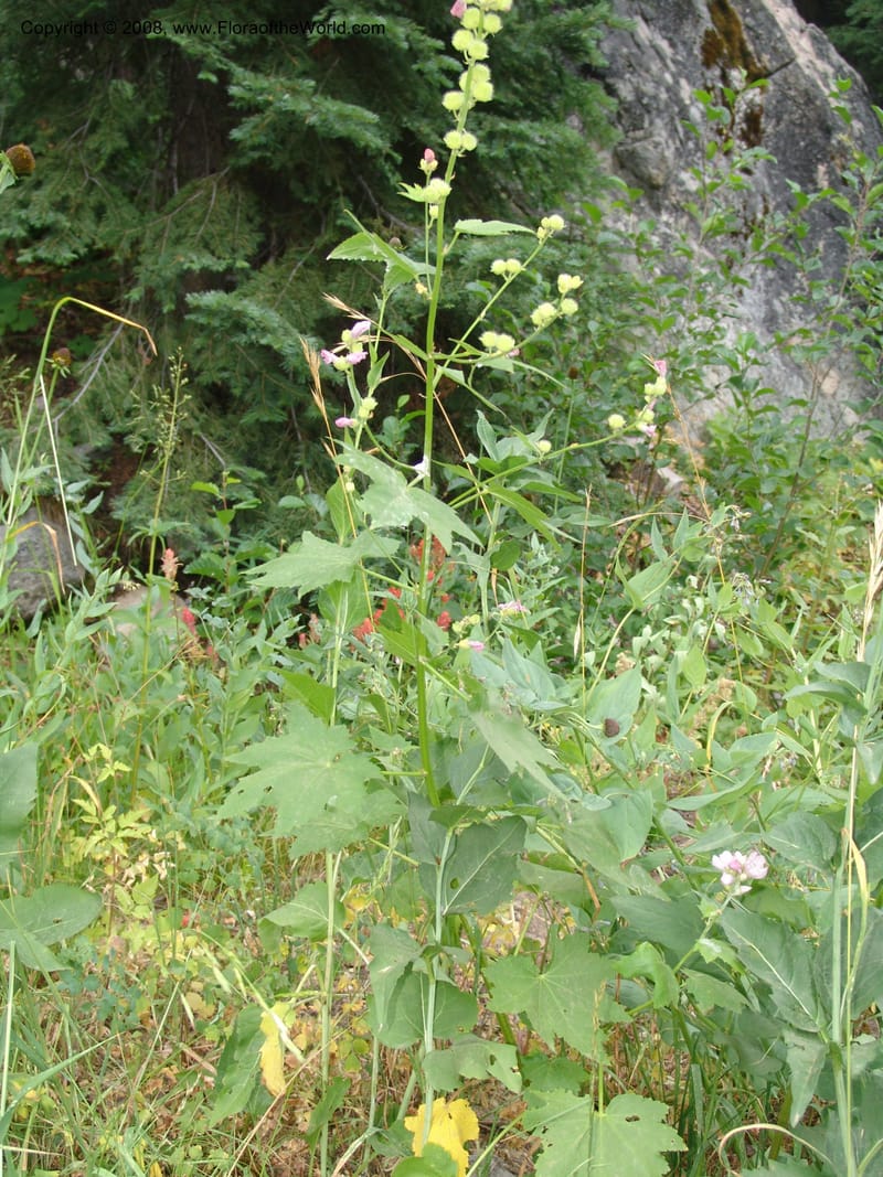 Sphaeralcea rivularis, CDavidson11116--ID. Adams Co. For. Serv. Rd. 453, to Goose Lk. 20 Jul 07. 169.jpg