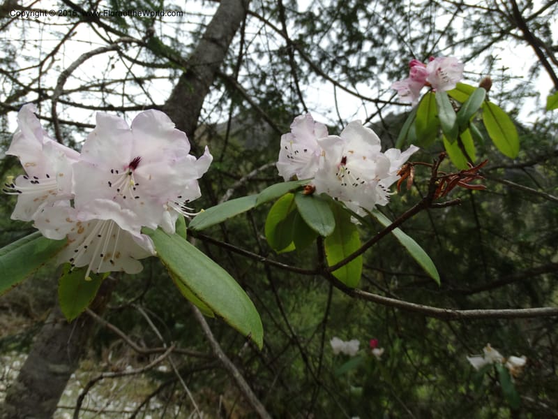 Rhododendron, Boufford, D 43643--China. Sichuan. XiaYingShan to XiangZhai. 10 May 2014. DSC05109 (167).JPG