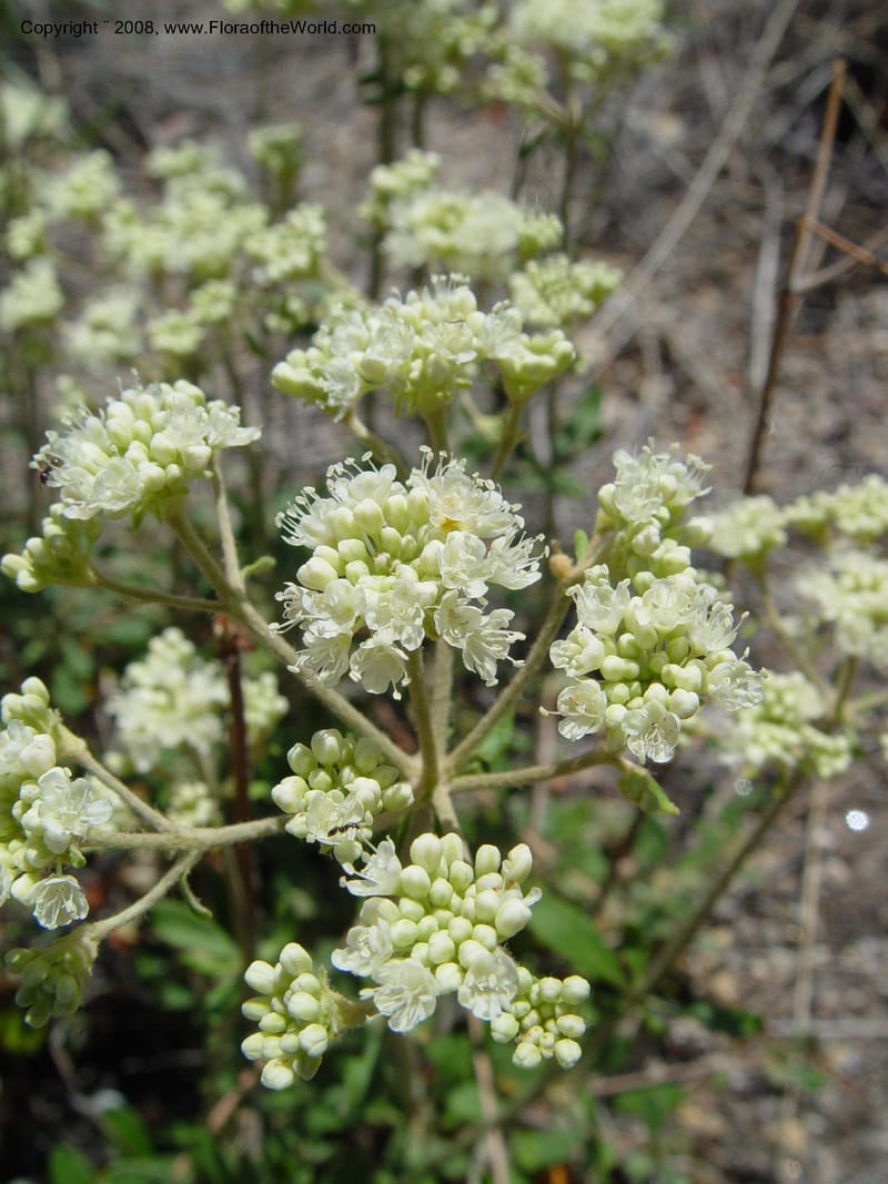 Eriogonum heracleoides--ID. Idaho Co. Salmon R. Polly Bemis Ranch. 9 May 04. 132.jpg