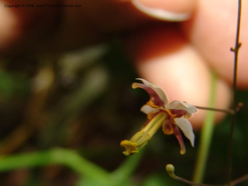 Epimedium, 040862401--China. Hubei. Wuhan Botanical Garden. 24 Apr 07. 252.jpg