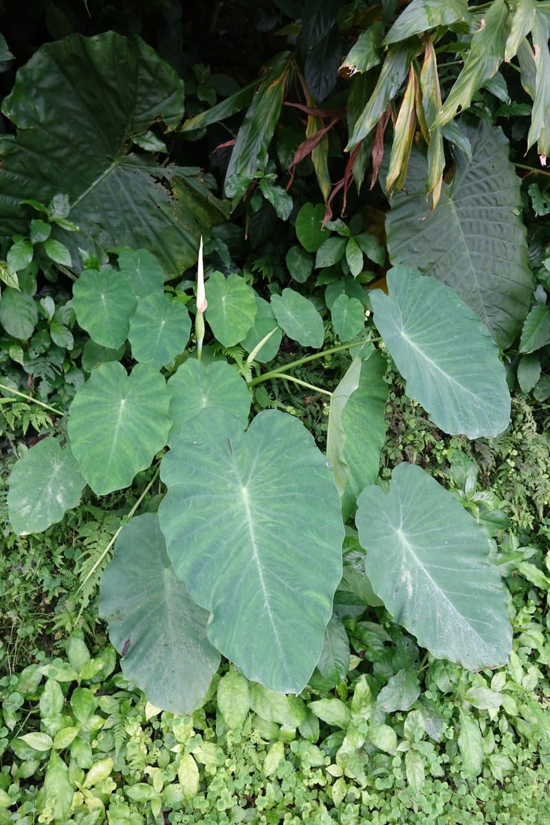 Colocasia formosana, Chung Kuo-Fang 3352--Taiwan. Wulai Distr. Wulai village. Hsing Hsian Trail. 19 May 2016. DSC03046 (211).JPG
