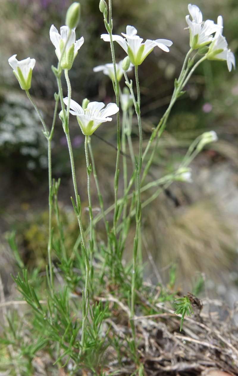 Minuartia laricifolia, Callmander, M 1295-- Switzerland. Hwy 9 to Simplon. Ganterbrucke. 2 Jul 2016. DSC08156 (212).JPG