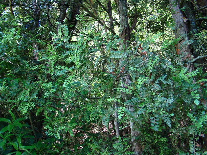 Phyllocladus trichomanoides, C. Gemmil 643--New Zealand. Waikato Distr. Puke Moke Moke Res. 26 Nov 07. 094 (1).jpg