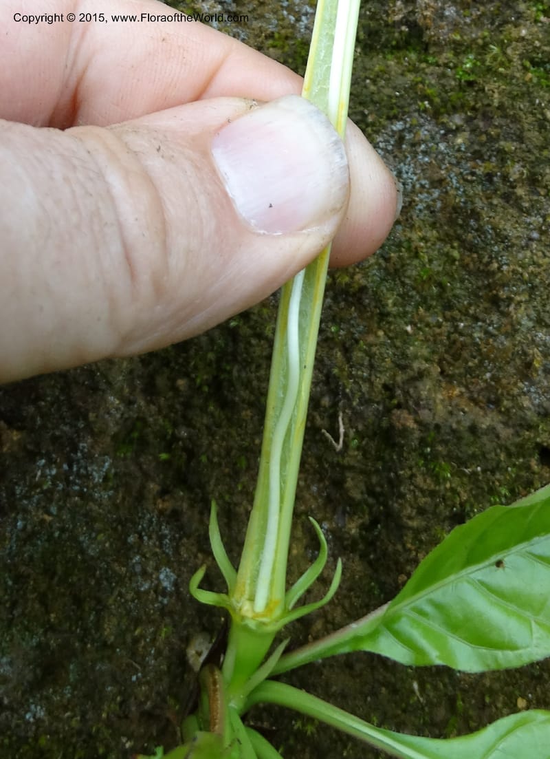 Euclinia longiflora, Davidson, C 12348--Cameroon. Ekondo Titi to Ekondo Nene. 21 Mar 2014. DSC02995 (48).JPG