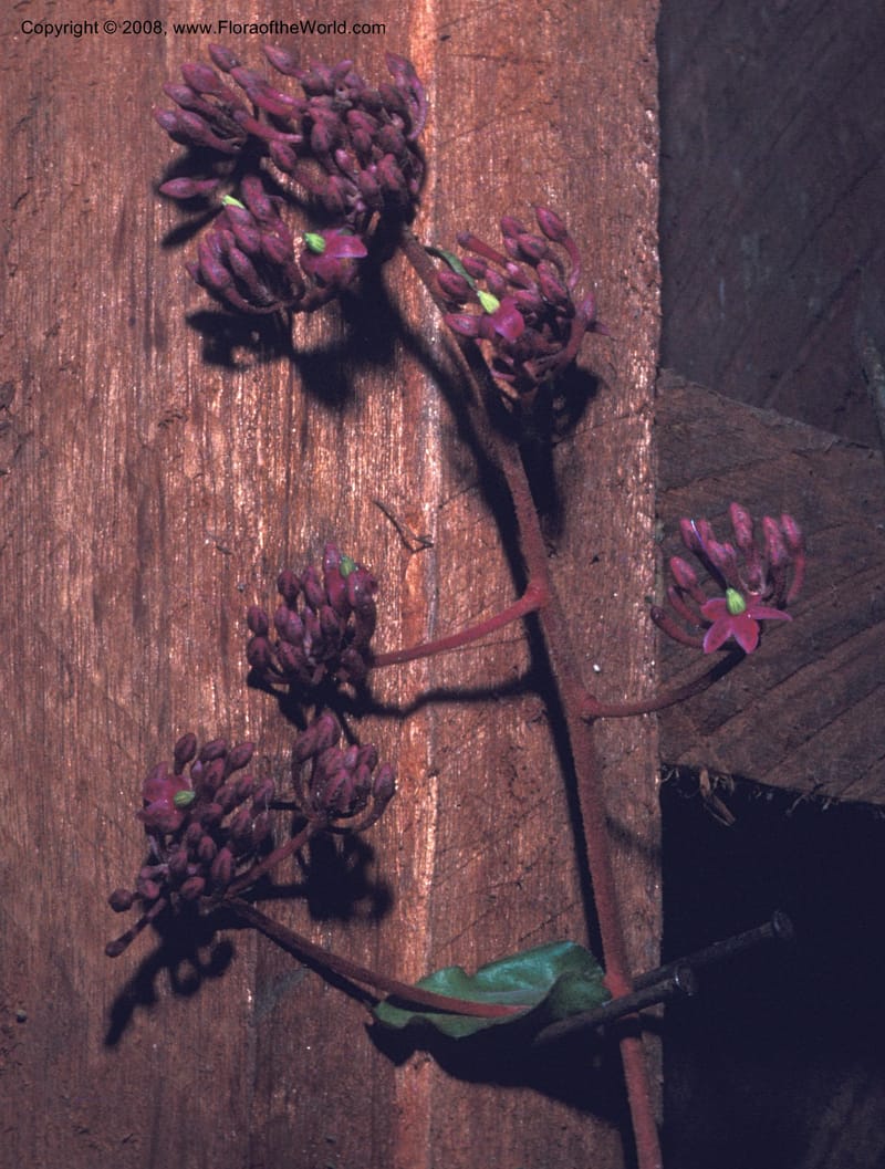 Ardisia brenesii, CDavidson8545--Costa Rica. Limon. Hda. Tapezco. 20 Aug 79. 001.jpg