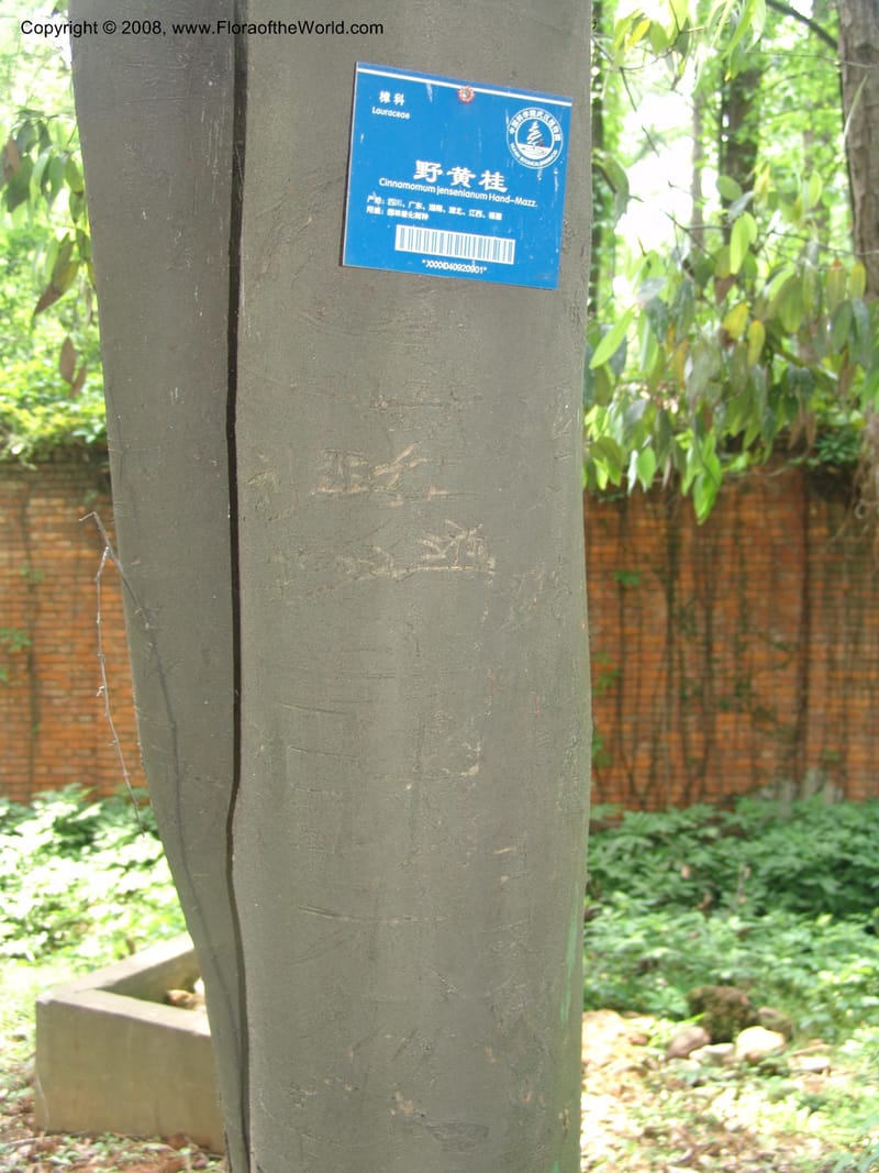 Cinnamomum jensenianum, 040920901--China. Hubei. Wuhan Botanical Garden. 24 Apr 07. 225.jpg