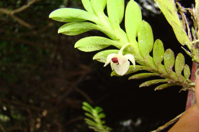 Dichaea, RVasquez34967--Peru. Loreto. Dto. Parinari. Atun Cocha. R. Samiria. 15 Nov 08. 643.jpg