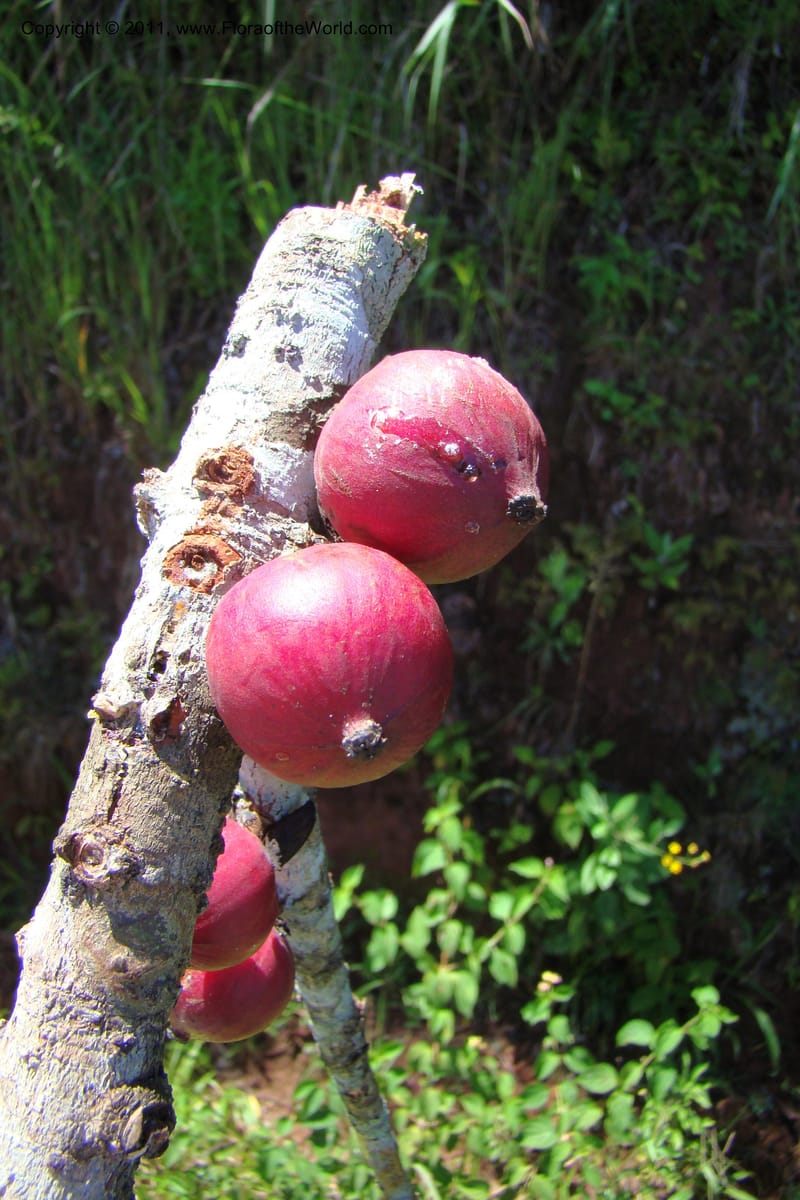 Garcinia verrucosa, Rogers 1212--Madagascar. Prov. Fianarantsoa. Ifanadiana. 12 Jan 09. 118.jpg