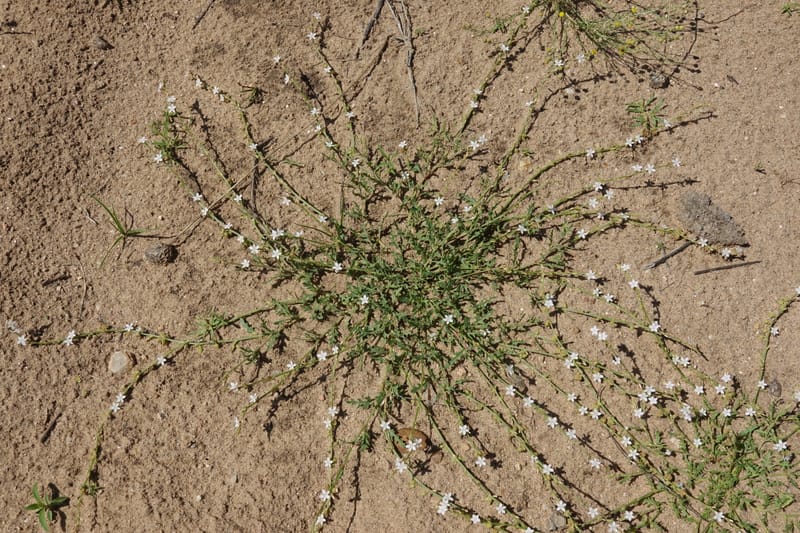 Oxygonum alatum, L. Nanyeni 1143--Namibia. B1 to Rehoboth, Frankie Fredricks St. 15 Mar 2018. DSC00565 (143).JPG