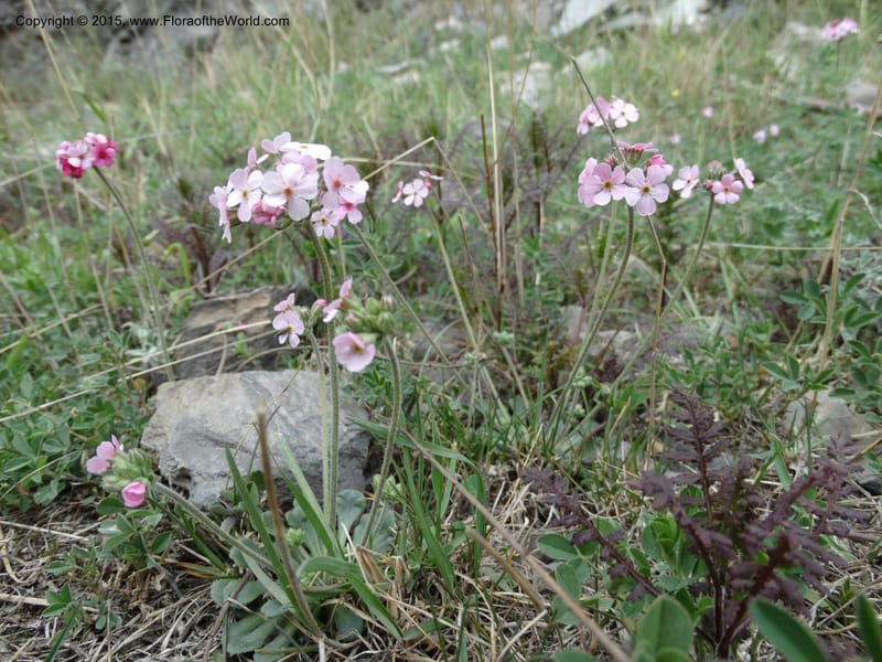 Androsace integra, Boufford, D 43599--China. Sichuan. Yonghe Village. 6 May 2014. DSC04110 (20).JPG