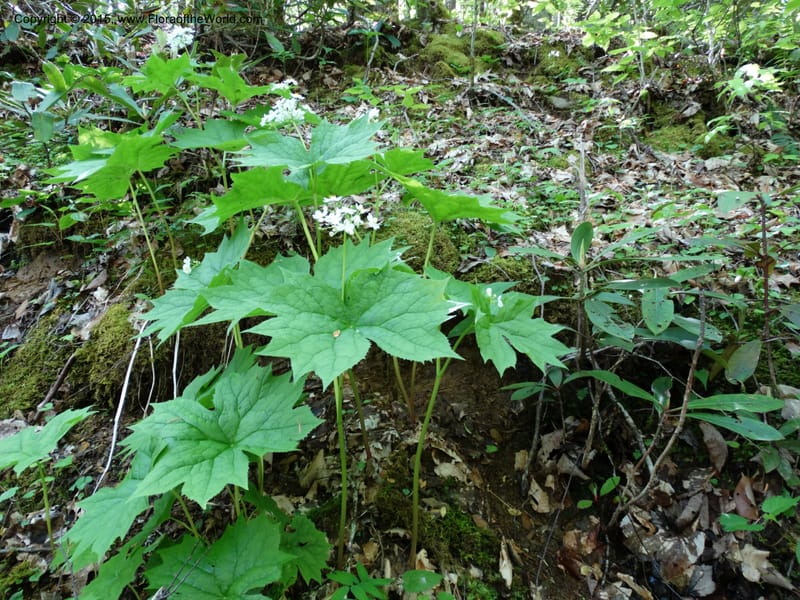 Diphylleia cymosa, Davidson, C 12981--North Carolina. Clay Co. Perry Gap Rd, Barnard's Cr. 13 May 2015. DSC04860 (23).JPG