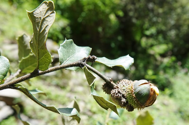 Quercus, C. Davidson 13762--China. Sichuan. Yibailingba-gou. 12 Aug 2017. DSC04660 (305).JPG