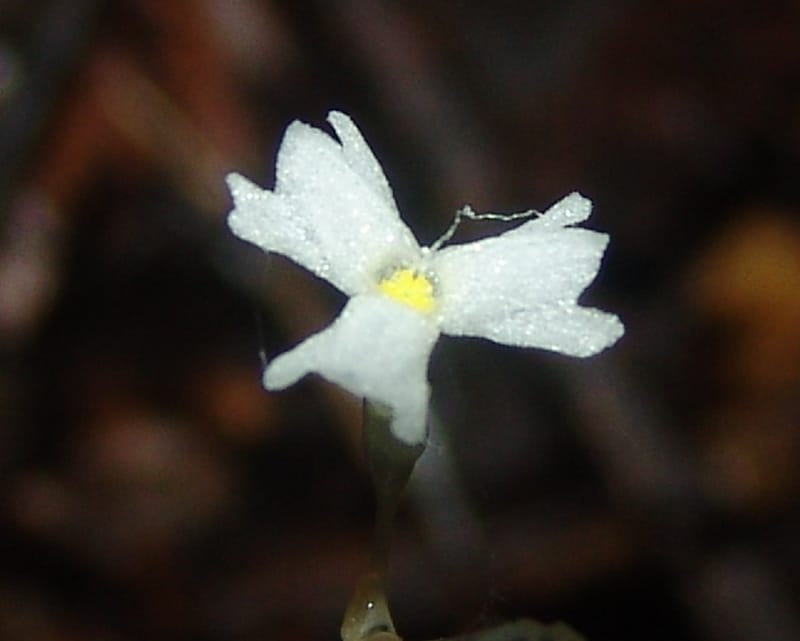 Gymnosiphon, Croat94412--Ecuador. Prov. Pichincha. Res. Guaycuyacu. 10 Feb 05. 287.jpg