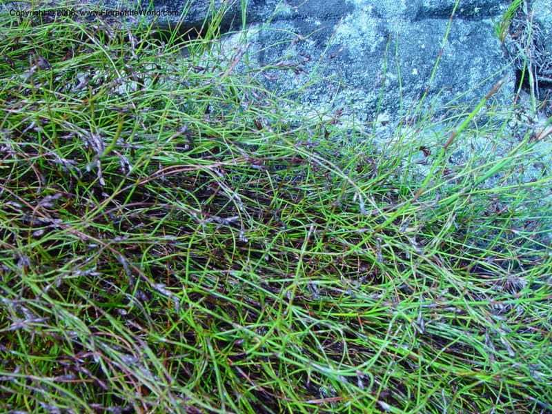 Ischyrolepis--So. Africa. Cape Province. Table Mtn. 20 Nov 02. 021.jpg